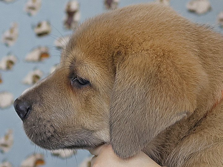 chinook puppy